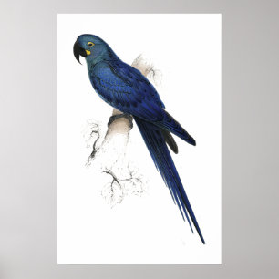 Poster Hyacinthine Maccaw por Edward Lear