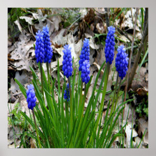 Poster Hyacinths de Uva....