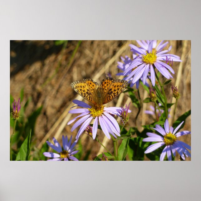 Póster Hydaspe Fritillary em Flores de Aster Roxos (Frente)