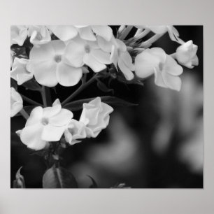 Póster Hydrangea