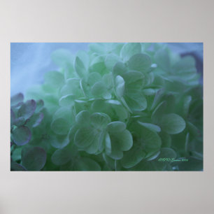 Póster hydrangea 1