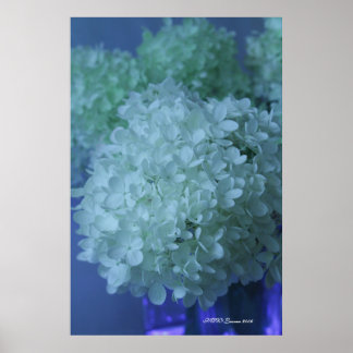 Póster Hydrangea 11