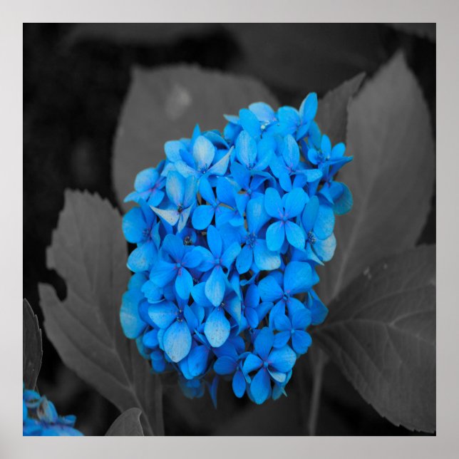 Poster Hydrangea azul (Frente)