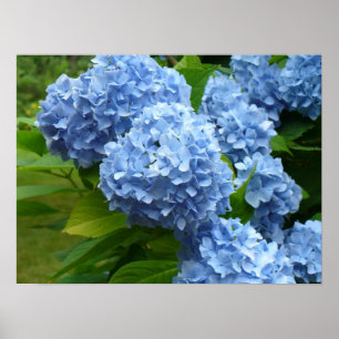 Póster Hydrangea azul
