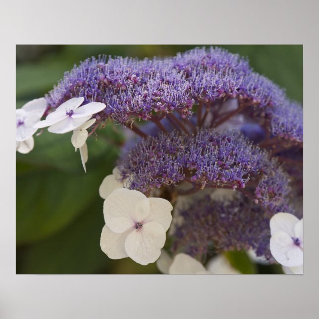 Póster Hydrangea bloom, Dr. Sun Yat-Sen Jardim Chinês (Frente)