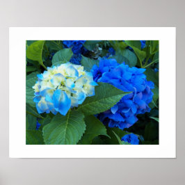 Poster Hydrangea Blooms Floral Fotografia