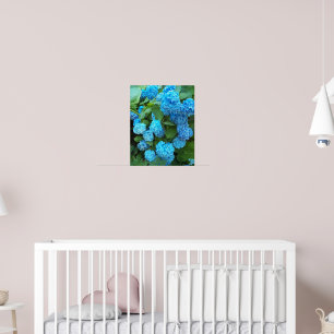 Poster Hydrangea Blooms Floral Fotografia