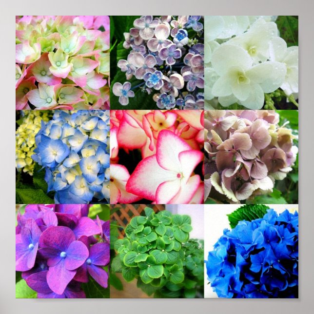 Póster Hydrangea Collage (Frente)
