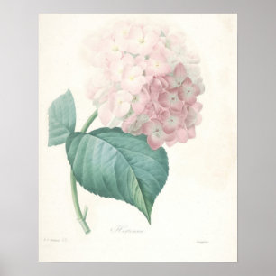 Póster Hydrangea cor-de-rosa