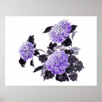 Hydrangea florins sumie