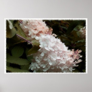 Poster Hydrangea Flowers Fotografia Rosa