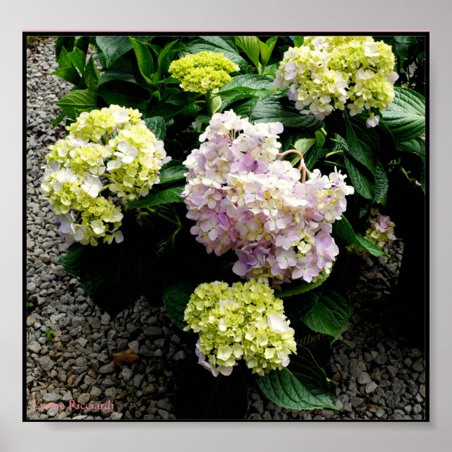 Póster Hydrangea Grande Pai (Frente)