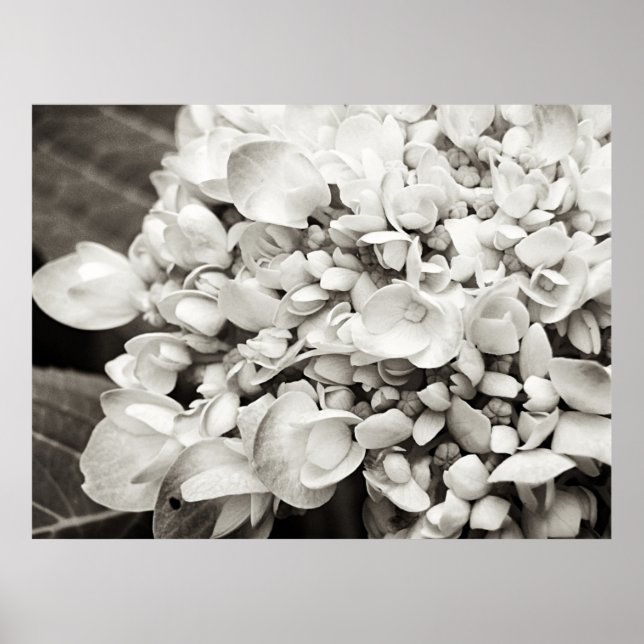 Poster Hydrangea Macro Black and White Photoics (Frente)