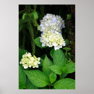 Poster Hydrangea na floresta