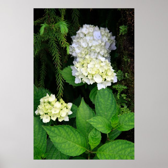 Poster Hydrangea na floresta (Frente)