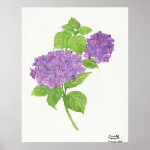Poster Hydrangea roxa