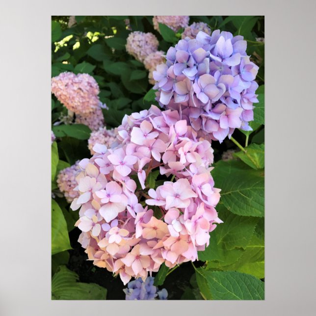 Poster Hydrangeas (Frente)