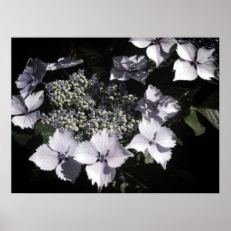 Poster Hydrangeas