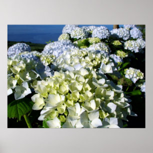 Póster Hydrangeas