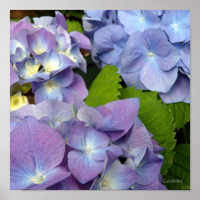 Poster Hydrangeas azuis (Frente)