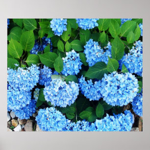 Póster Hydrangeas azuis bonitos