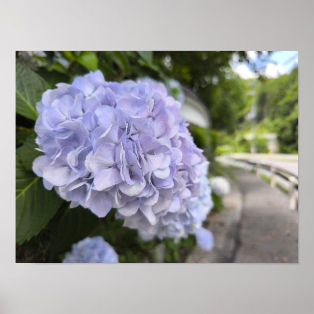 Poster Hydrangeas by the Roadside – Nature Photography (Frente)