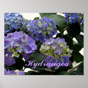 Poster Hydrangeas franceses dos azuis bebés