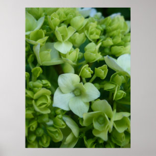 Poster Hydrangeas no verde