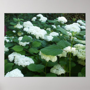 Poster Hydrangeas-Snowball Bush e Folhas