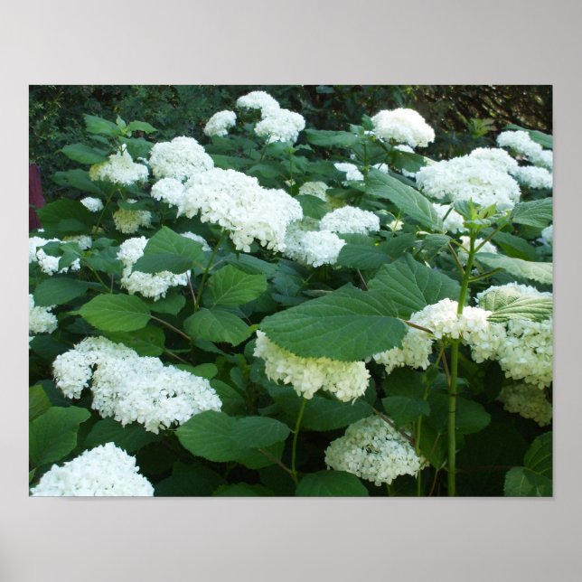 Poster Hydrangeas-Snowball Bush e Folhas (Frente)