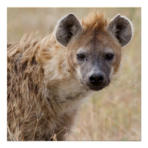 Póster Hyena