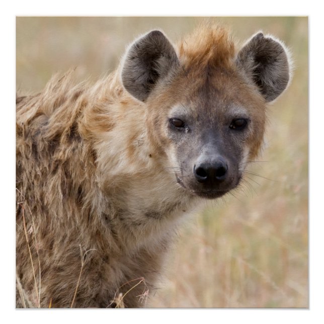 Póster Hyena (Frente)