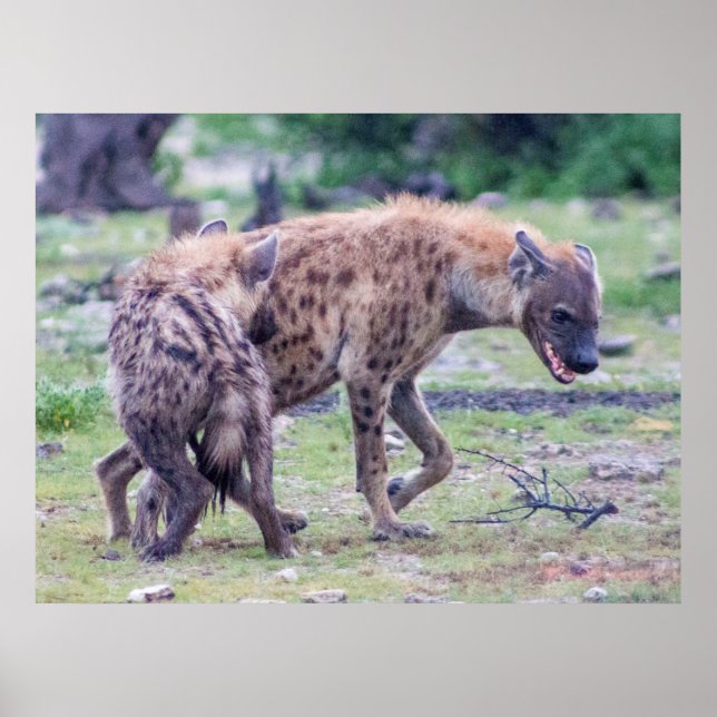 Poster Hyena Wildlife da África (Frente)