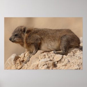 Poster Hyrax de rocha