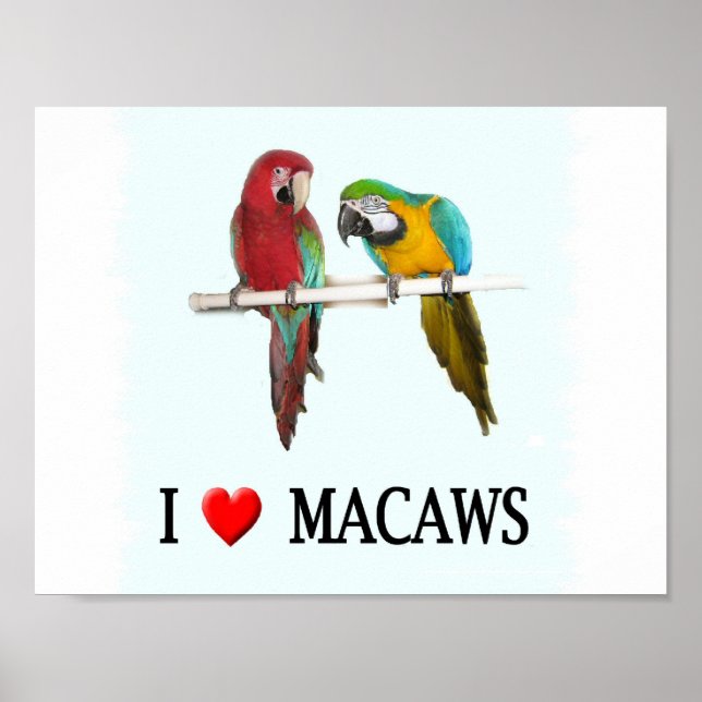 Póster I "Coração Macaws (Frente)
