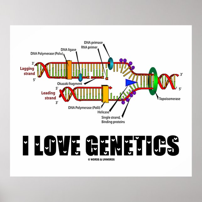 Póster I Love Genetics (Replicação de DNA) (Frente)