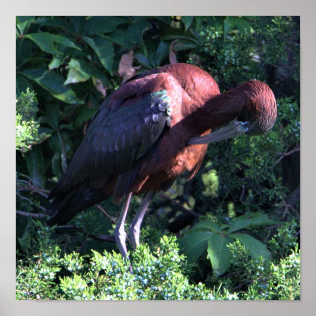 Poster Ibis brilhante (Frente)
