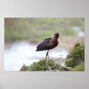 Poster Ibis brilhante