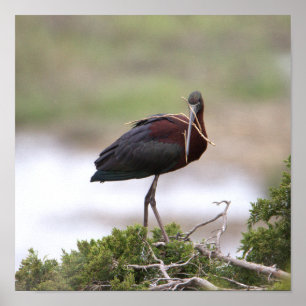 Poster Ibis brilhante
