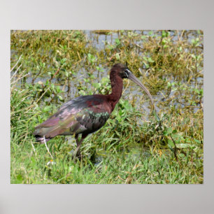Póster Ibis brilhante