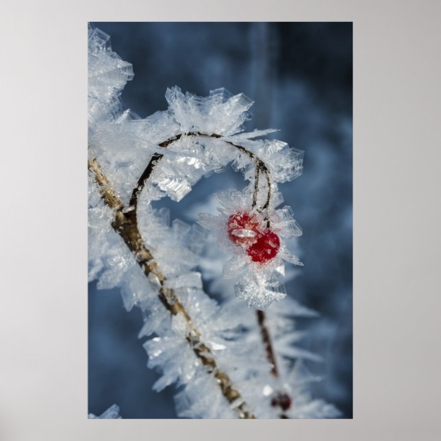 Póster Ice Berries (Frente)
