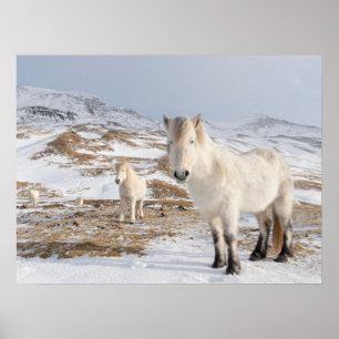 Poster Icelandic Horse   Blonduos, Iceland