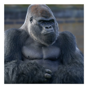 Póster Iconic Silverback Oumbi