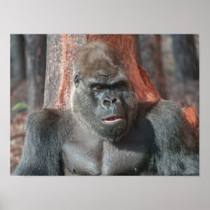 Poster Icônico Silverback - Oumbi Revelado