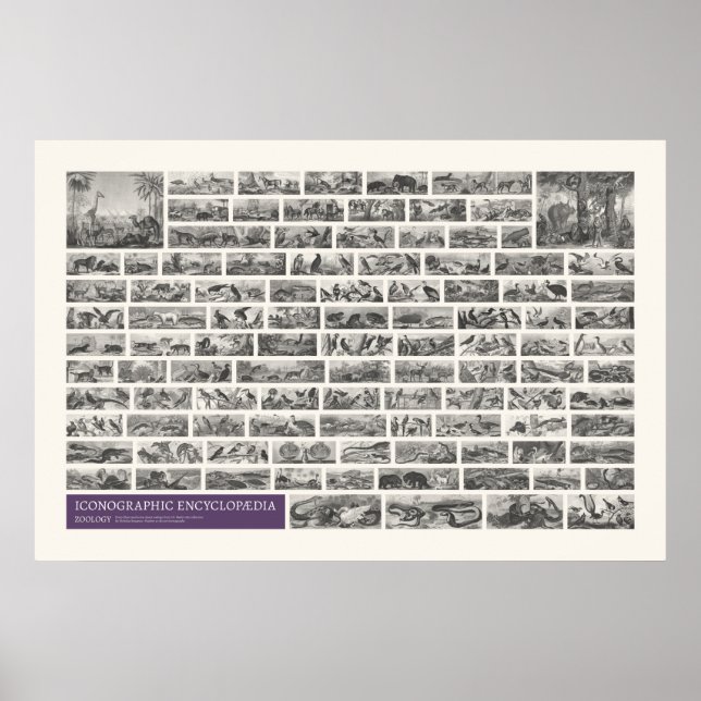 Poster Iconografia - Cenas de Zoologia (Frente)