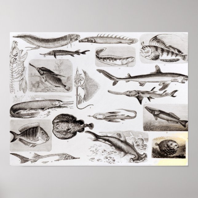 Poster Ictiologia - Elasmobranch, Ganoide (Frente)