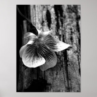 Póster Idade da Inocência