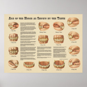 Póster Idade do cavalo mostrado pela carta dos dentes