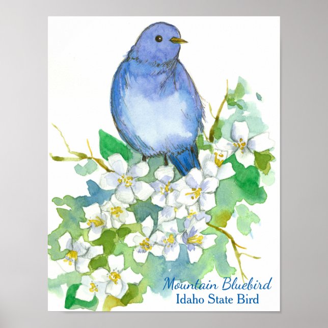 Póster Idaho State Bird Mountain Bluebird (Frente)