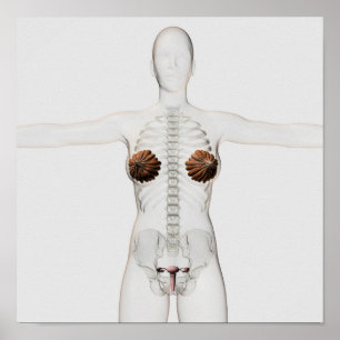 Póster ideia 3D do sistema reprodutivo fêmea